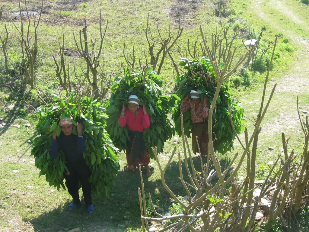 ramassage-thé-népal