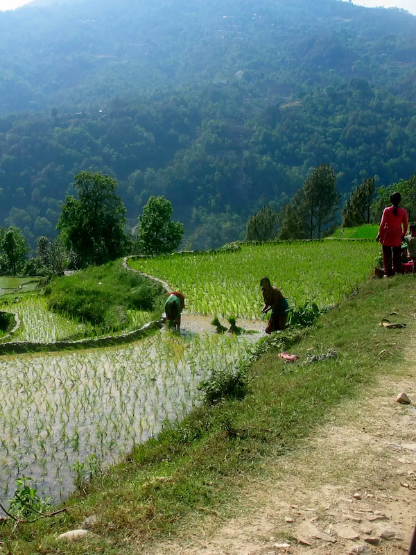 travail-riziere-népal